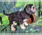 Small Photo #16 Goldendoodle (Miniature) Puppy For Sale in BLACK FOREST, CO, USA