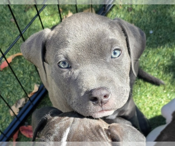 Medium Photo #1 American Pit Bull Terrier Puppy For Sale in SOUTHBOROUGH, MA, USA
