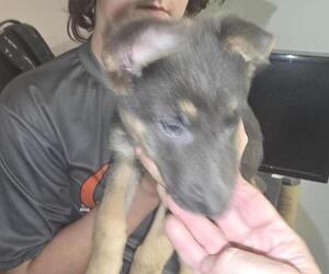 German Shepherd Dog Puppy for sale in MECHANICSVILLE, VA, USA