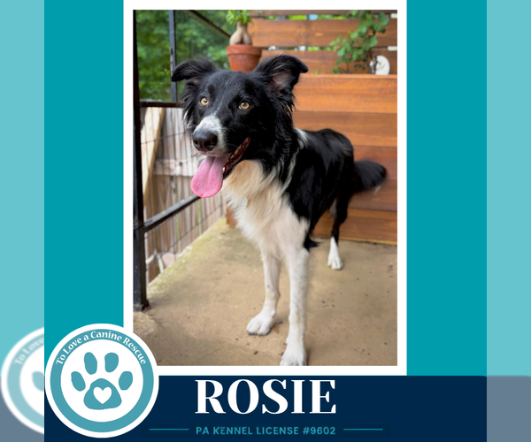 Medium Photo #2 Border Collie Puppy For Sale in Kimberton, PA, USA