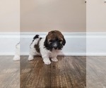 Puppy Puppy 3 Havanese-Poodle (Toy) Mix