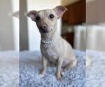 Small Chihuahua
