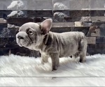Small #9 French Bulldog
