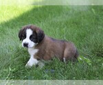 Small Photo #3 Saint Bernard Puppy For Sale in FREDERICKSBG, OH, USA