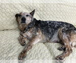 Small #1 Mutt