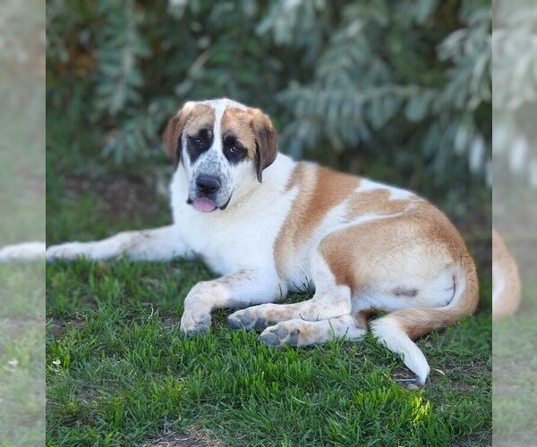 Medium Photo #1 Saint Bernard Puppy For Sale in Vail, AZ, USA