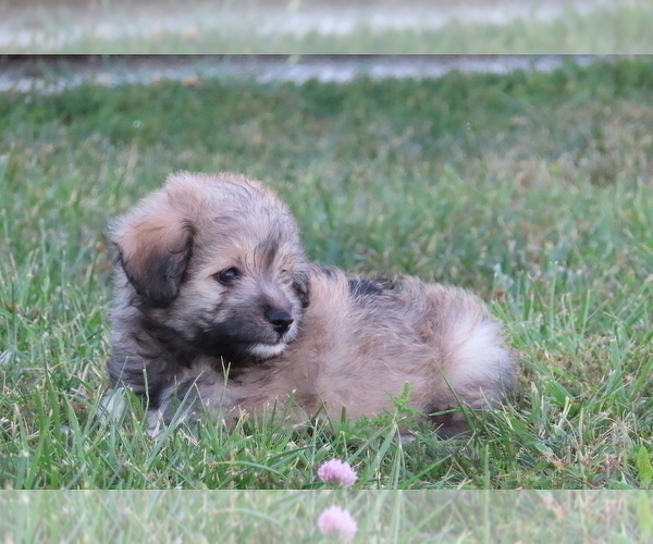 Medium Photo #12 Pookimo Puppy For Sale in MEMPHIS, MO, USA