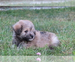 Small Photo #12 Pookimo Puppy For Sale in MEMPHIS, MO, USA