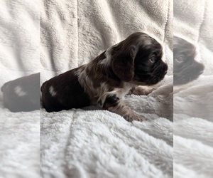 Cocker Spaniel Puppy for Sale in LEANDER, Texas USA