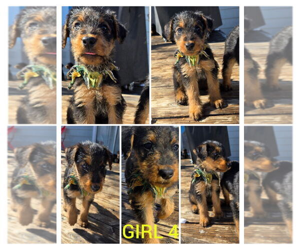 Medium Photo #6 Airedale Terrier Puppy For Sale in AURORA, CO, USA