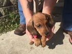Small Photo #7 Dachshund Puppy For Sale in KINGSLAND, TX, USA