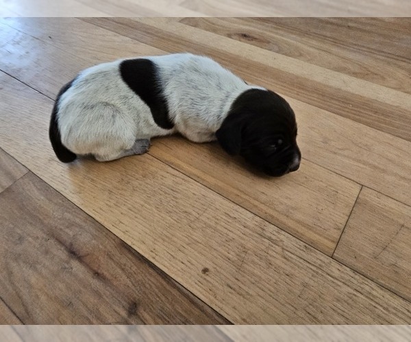 Medium Photo #1 German Shorthaired Pointer Puppy For Sale in EVANSVILLE, WY, USA