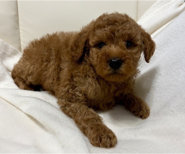 Medium Photo #4 Goldendoodle (Miniature) Puppy For Sale in FAIR HAVEN, MI, USA
