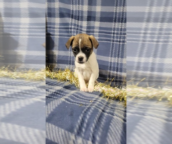 Medium Photo #6 Jug-Rat Terrier Mix Puppy For Sale in OWEN, WI, USA