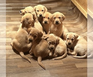Labrador Retriever Puppy for sale in MORRISON, CO, USA