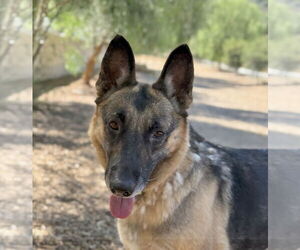 Morticia - Female German Shepherd Dog Dog for Adoption - Photo #2