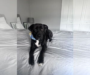 Medium Labrador Retriever Mix