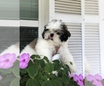 Small Photo #2 Shih Tzu Puppy For Sale in PALMETTO, FL, USA