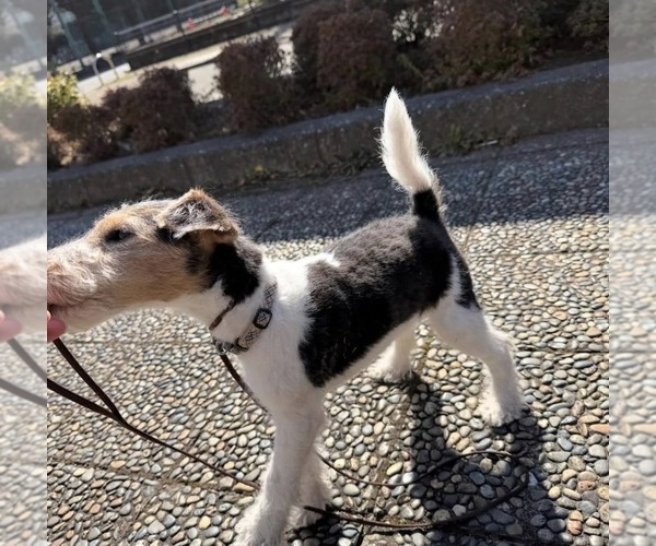 Medium Photo #1 Wire Fox Terrier Puppy For Sale in DALLAS, TX, USA
