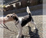 Small Wire Fox Terrier