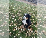 Small Photo #2 Bernese Mountain Dog Puppy For Sale in KENNEWICK, WA, USA