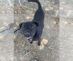 Small #1 Chow Chow-Labrador Retriever Mix