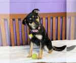 Small #1 Mutt