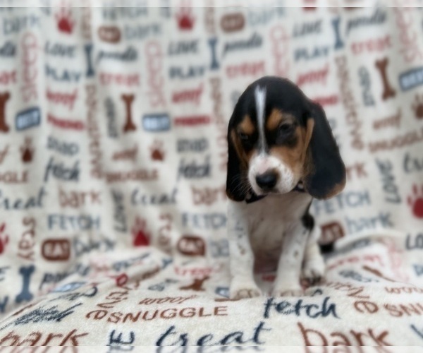 Medium Photo #8 Beagle Puppy For Sale in LAKELAND, FL, USA