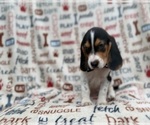 Small #7 Beagle