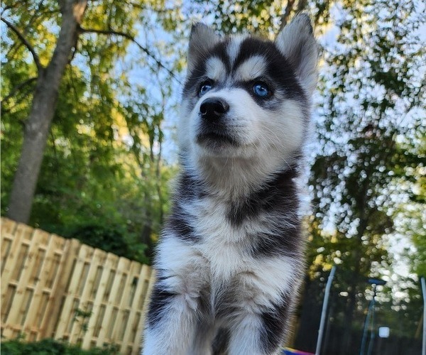 Medium Photo #2 Siberian Husky Puppy For Sale in ALPENA, MI, USA