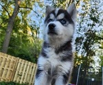 Small Photo #2 Siberian Husky Puppy For Sale in ALPENA, MI, USA