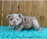 Small Photo #1 English Bulldog Puppy For Sale in CHECOTAH, OK, USA