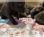 Small Photo #21 Labrador Retriever Puppy For Sale in MARYVILLE, TN, USA