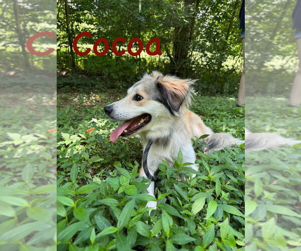 Medium Photo #2 Collie-Unknown Mix Puppy For Sale in Cromwell, KY, USA