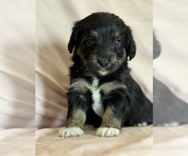 Medium Photo #4 Corgipoo Puppy For Sale in LONGMONT, CO, USA