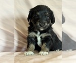 Song - Female Corgipoo Puppy for Sale - Photo #4