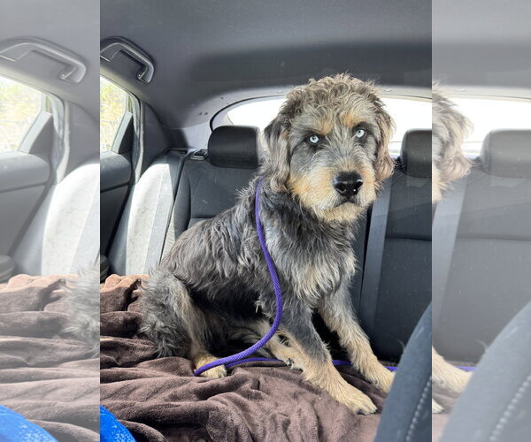 Medium Photo #5 Mutt Puppy For Sale in Holly Springs, NC, USA