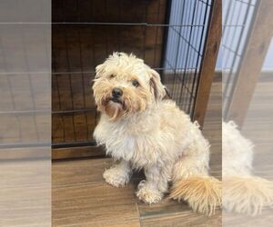 Maltese-Unknown Mix Dogs for adoption in Hilton Head, SC, USA