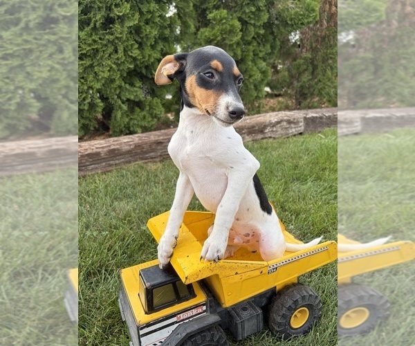 Medium Photo #4 Jack-Rat Terrier Puppy For Sale in MIDDLEBURY, IN, USA