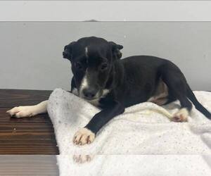 Mutt Dogs for adoption in Pryor, OK, USA