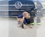 Small #32 French Bulldog
