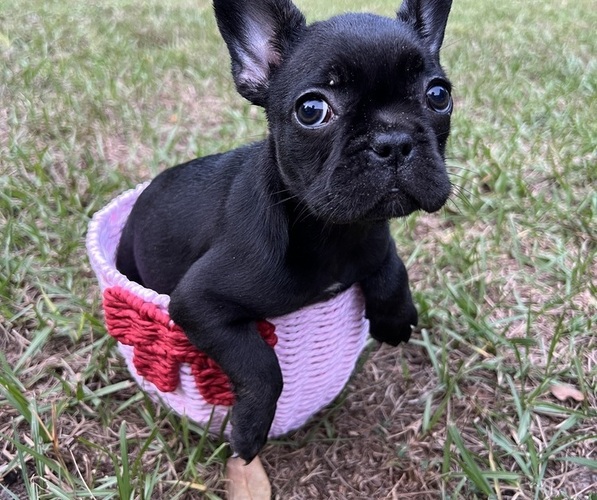 Medium Photo #7 French Bulldog Puppy For Sale in LUTZ, FL, USA