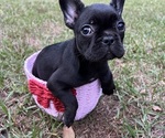 Puppy Puppy 2 French Bulldog