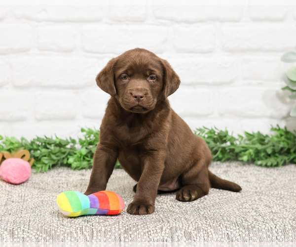 Medium Photo #14 Labrador Retriever Puppy For Sale in SYRACUSE, IN, USA
