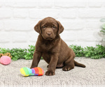 Small #13 Labrador Retriever