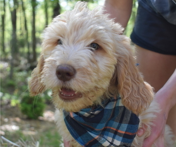 Medium Photo #1 Goldendoodle Puppy For Sale in MORELAND, GA, USA