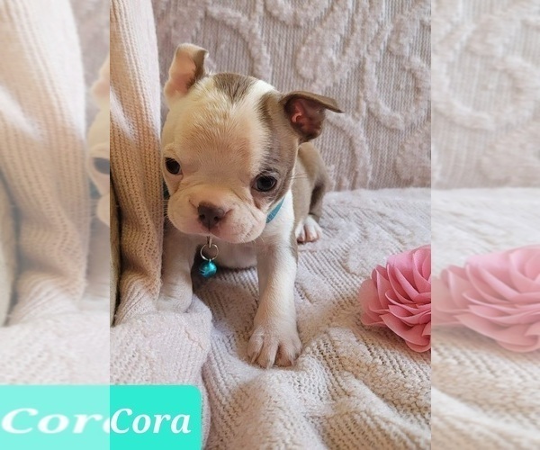 Medium Photo #3 Boston Terrier Puppy For Sale in POMEROY, OH, USA