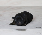 Small Photo #25 French Bulldog Puppy For Sale in WINNSBORO, TX, USA