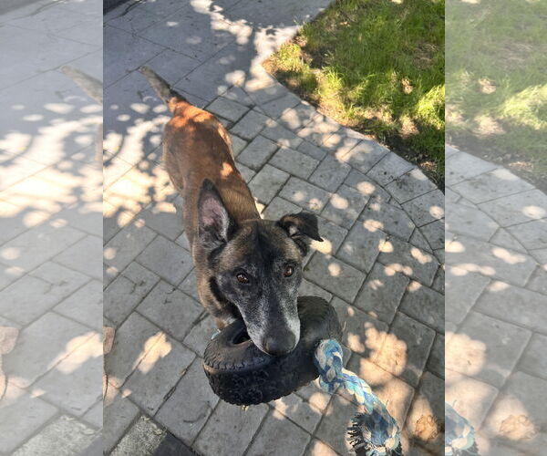 Medium Photo #21 Mutt Puppy For Sale in Stevens Point, WI, USA