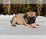 Small #1 Pug